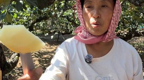果然视频|把每颗梨都当孩子养,莱阳梨农守着祖传古梨树用心呵护